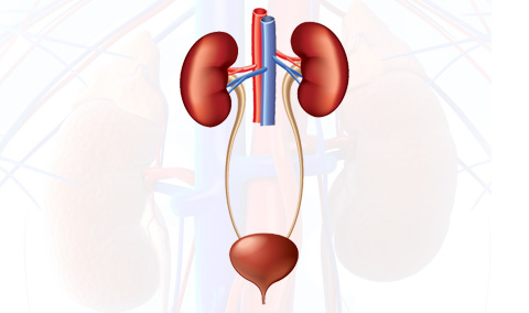 nephrology-kidney